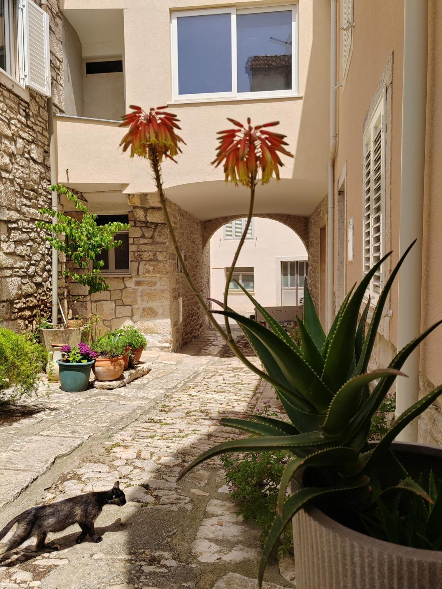 Apartments Ani Vela Luka Buitenkant foto